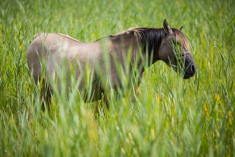 Konik Polski