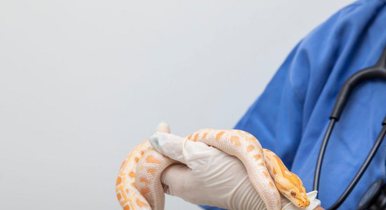 A stock image shows a doctor holding a snake.iStock/Getty Images