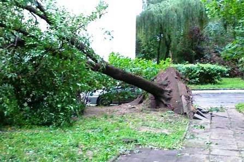 Śmierć i zniszczenie. Bilans strat po nawałnicy