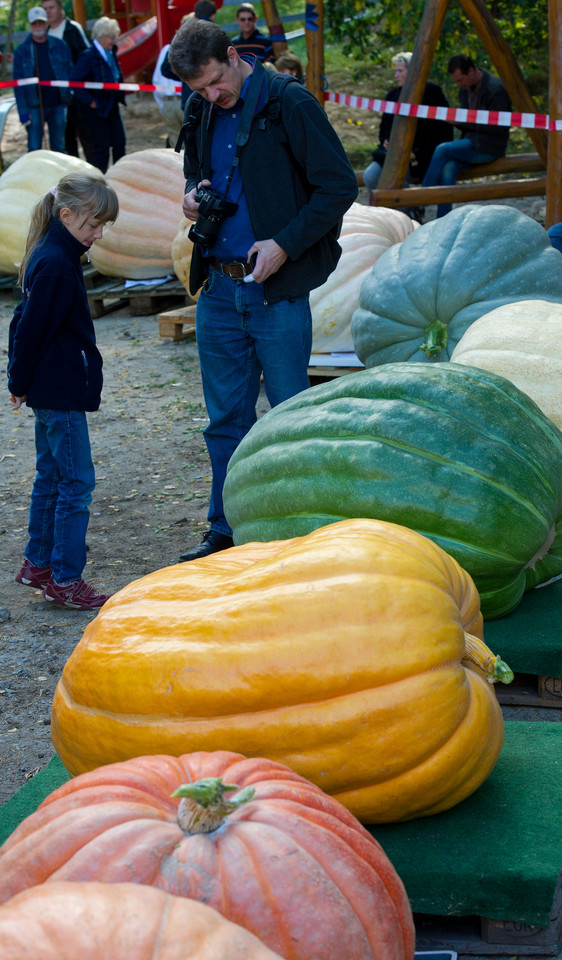 Gigantyczna dynia waży 500 kg!