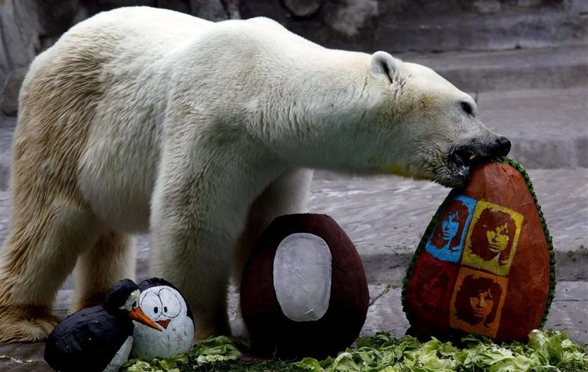 Ursus maritimus, niedźwiedź polarny, miś polarny