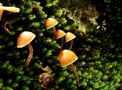 Znaleźli narkotyki w Wielkich Oczach