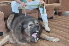 OVA ZVER JE NASKUPLJI PAS NA SVETU! Od cene se doslovno MUTI PRED OČIMA, a dobijen je ukrštanjem OVE RASE I VUKA: Da provedete sat sa njim, moraćete da izdvojite OGROMNU SUMU