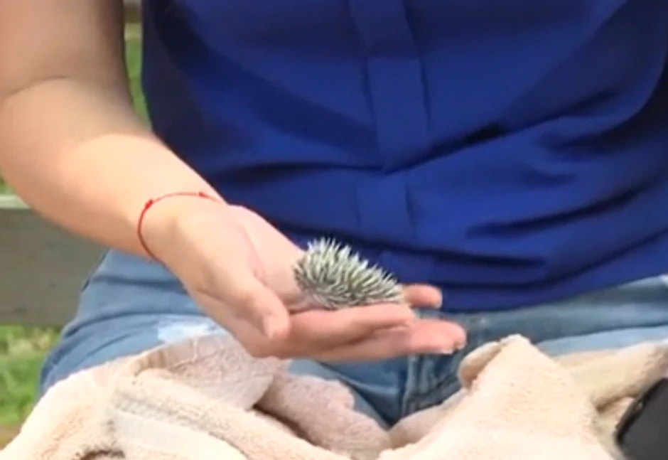 Ishrana malih ježeva je vrlo kompleksna