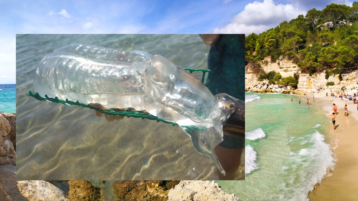 Minorka: U wybrzeży hiszpańskiej wyspy Minorka złowiono salpidę