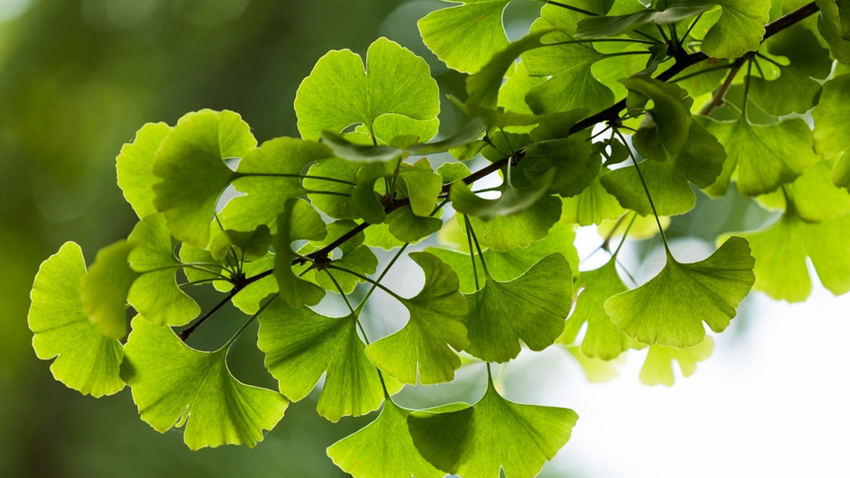 <strong>Ginkgo bilboa</strong> – zwany także miłorzębem japońskim – to roślina występująca w Europie od ponad trzech wieków, a w Chinach, czyli naturalnym miejscu jej występowania, znacznie dłużej. W postaci dojrzałej znane jest jako drzewo długowieczne, żyjąc nawet do 4 tysięcy lat i występując na Ziemi od ponad 270 mln lat, co czyni je gatunkowo najstarszym drzewem świata.