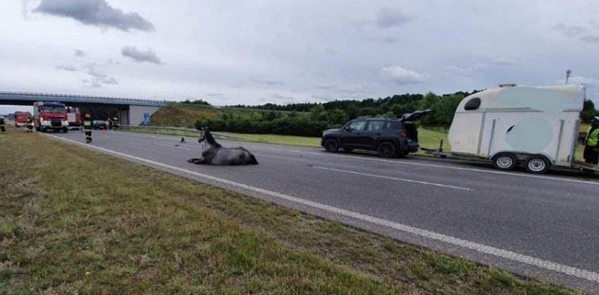 Tragedia na A2. Koń wybiegł na jezdnię, musieli go uśpić