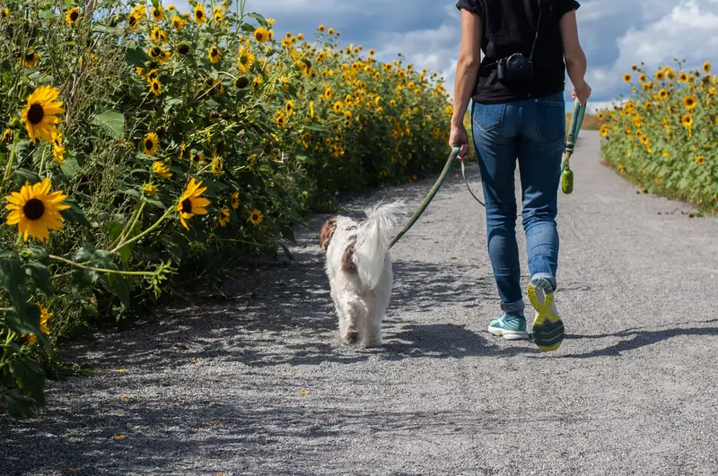 Staraj się co jakiś czas zmieniać stronę - nosić torbę na drugim ramieniu czy trzymać smycz Fot. Delphine Beausoleil on Unsplash