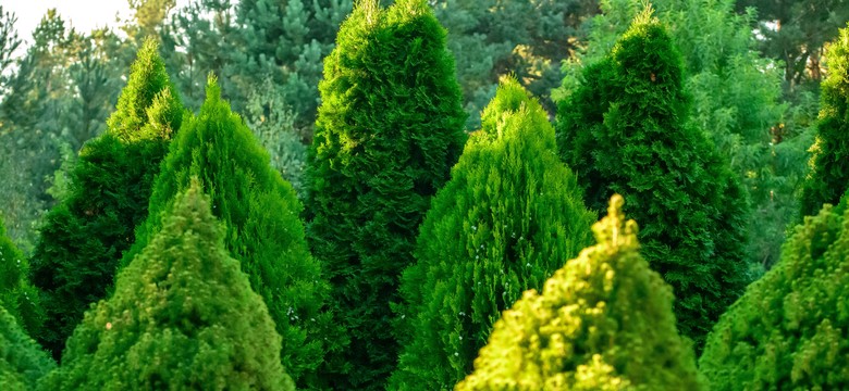 Chcesz cieszyć się gęstymi i soczysto zielonymi tujami? Wystarczy, że będziesz je tym podlewać co 2 tygodnie