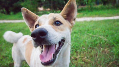 Warmińsko-mazurskie: mandaty karne za spacer z psem po pasie granicznym