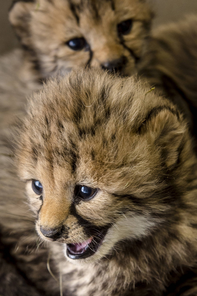 Młode gepardy w Zoo Dvur Kralove