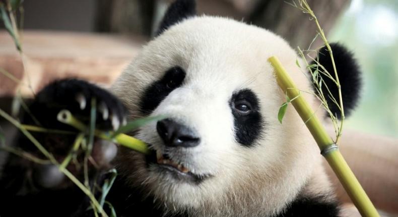 One of two Chinese pandas eats bamboo in their compound at the Zoologischer Garten zoo in Berlin on July 5, 2017