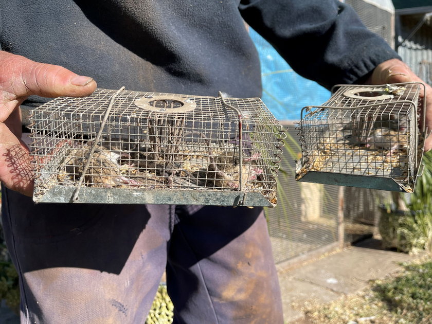 Na zdjęciach: australijscy rolnicy walczący z plagą myszy
