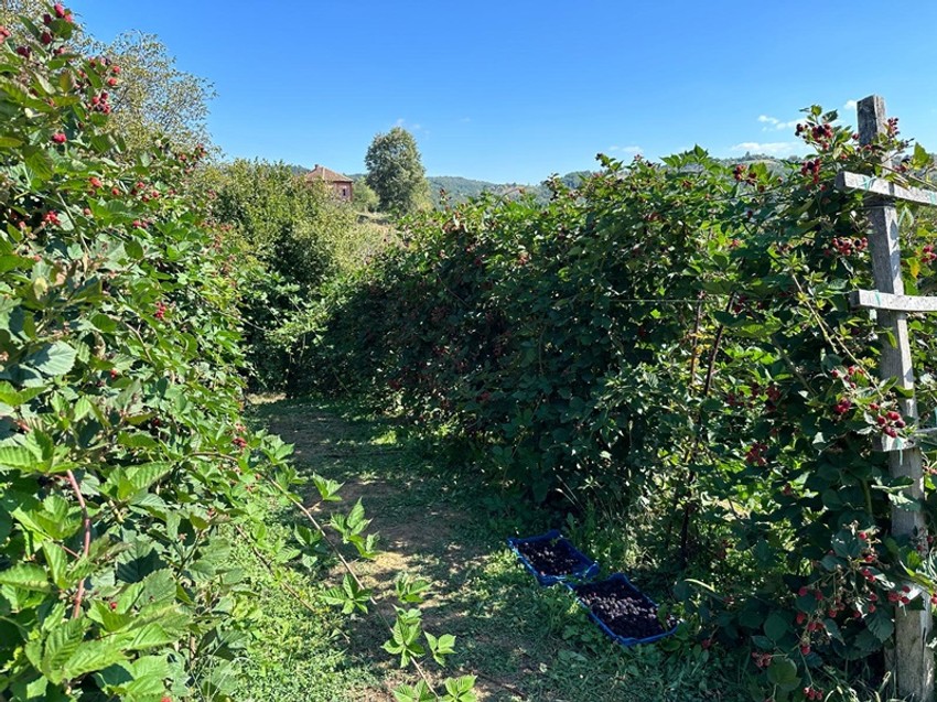 Beograđanka otišla na selo da gaji kupine