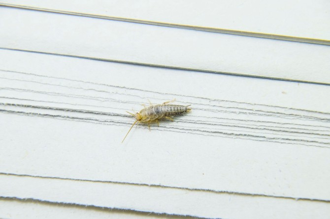 Srebrna ribica