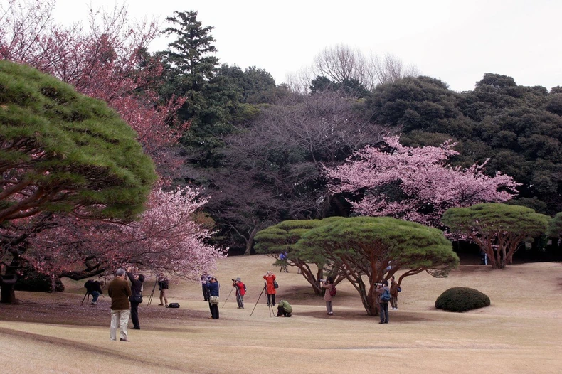 Otkako se turista izdrao na njega 2014, čuvar je počeo da pušta strance da uđu u vrt besplatno