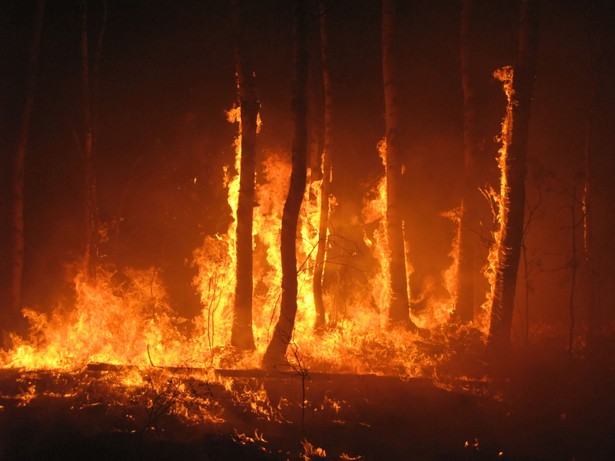 Stan poważnej katastrofy w Kalifornii. Przyczyną pożary