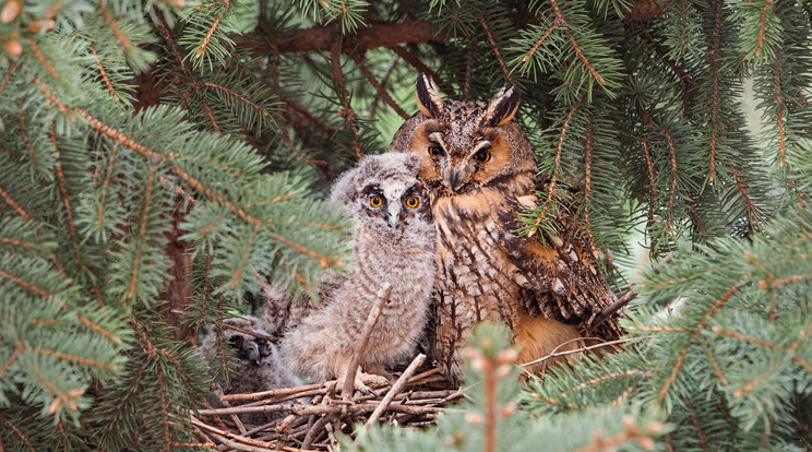 A csöppnyi madarakat a tojó melengeti, míg a hím táplálékot visz a családnak. Öt- hét nap után már kinyílik a fiókák szeme / Fotó: Shutterstock