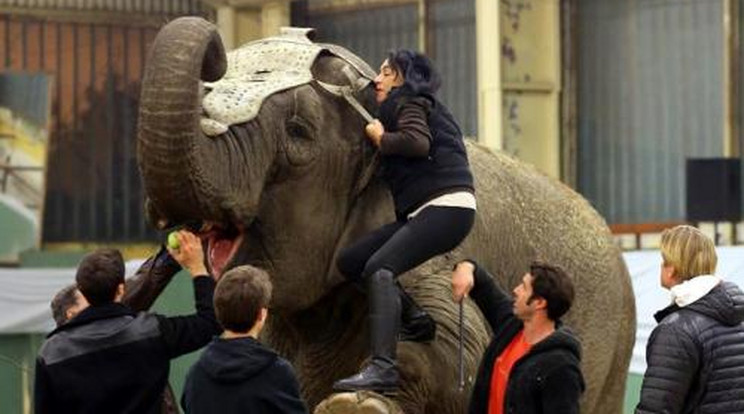 Törött lábbal is megülte az elefántot Papadimitriu Athina