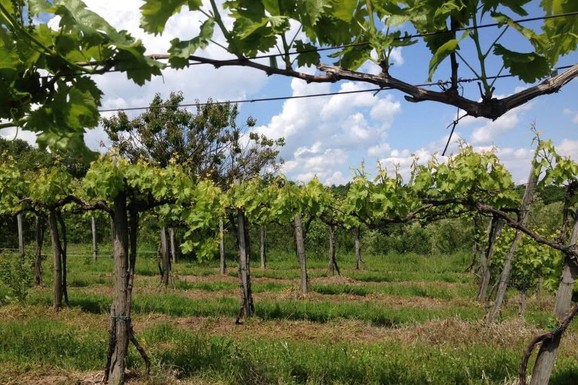 U srcu Šumadije prodaje se plac za 24.000 evra: Ima više od 40 ari, asfalt do parcele i odličnu lokaciju između Beograda i Kragujevca (FOTO)