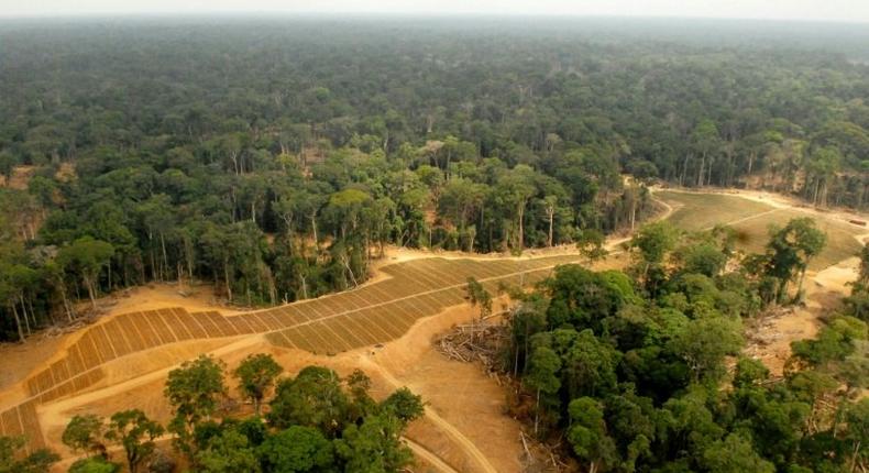 Its lower cost has made it popular in commercial food production, but after being blamed for deforestation in Asia, palm oil plantations are now getting a similar rap in Africa