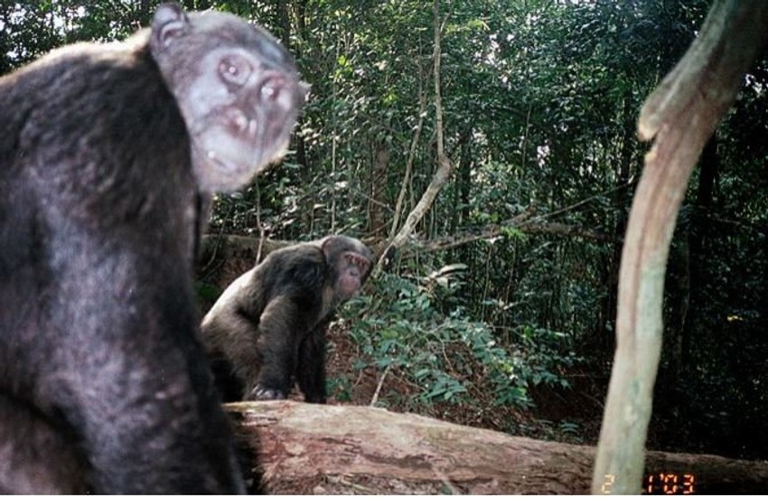 Lav je snimljen tokom istraživanja o šimpanzama u Batekeu