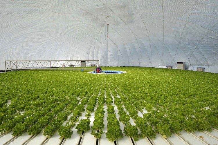 Uprawa roślin, Tokio, Japonia. Autor: Akio Kon, Kategoria: Globalne technologie 2012