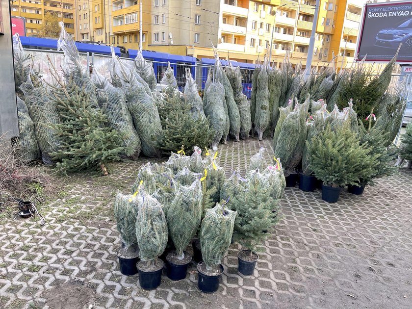 Choinki czekają m.in. przy Jedności Narodowej