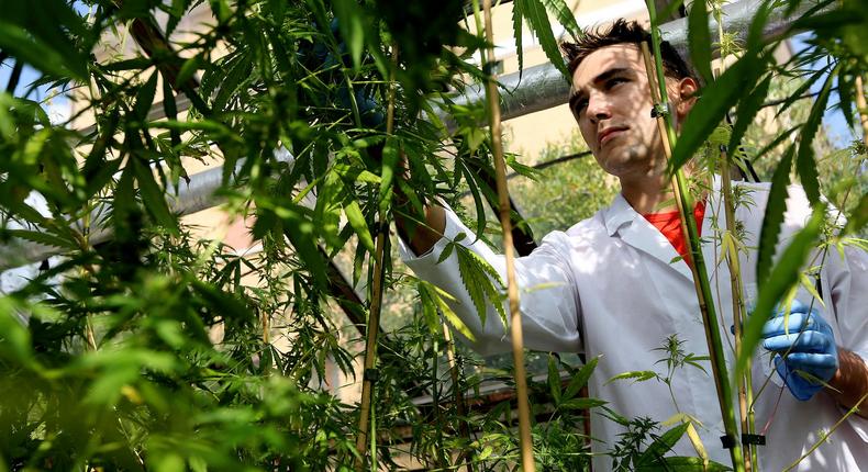 A production assistant inspecting a cannabis plant in a state-owned agricultural farm in Rovigo, Italy, about 40 miles from Venice.