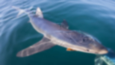 Rekin w Chorwacji powodem paniki na plaży