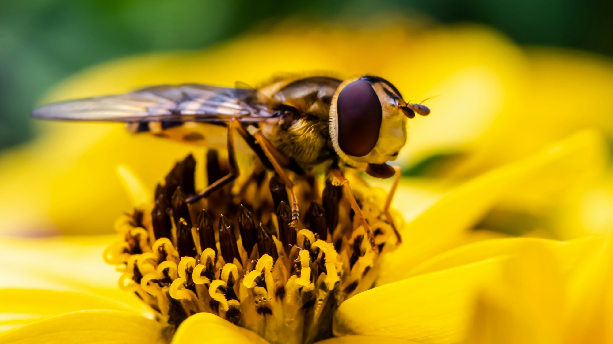 Niektoré druhy hmyzu by ste zo záhrady vyháňať nemali.