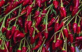 dlaczego-ludzie-lubia-jesc-pikantne-potrawy-naukowe-i-kulturowe-wyjasnienie