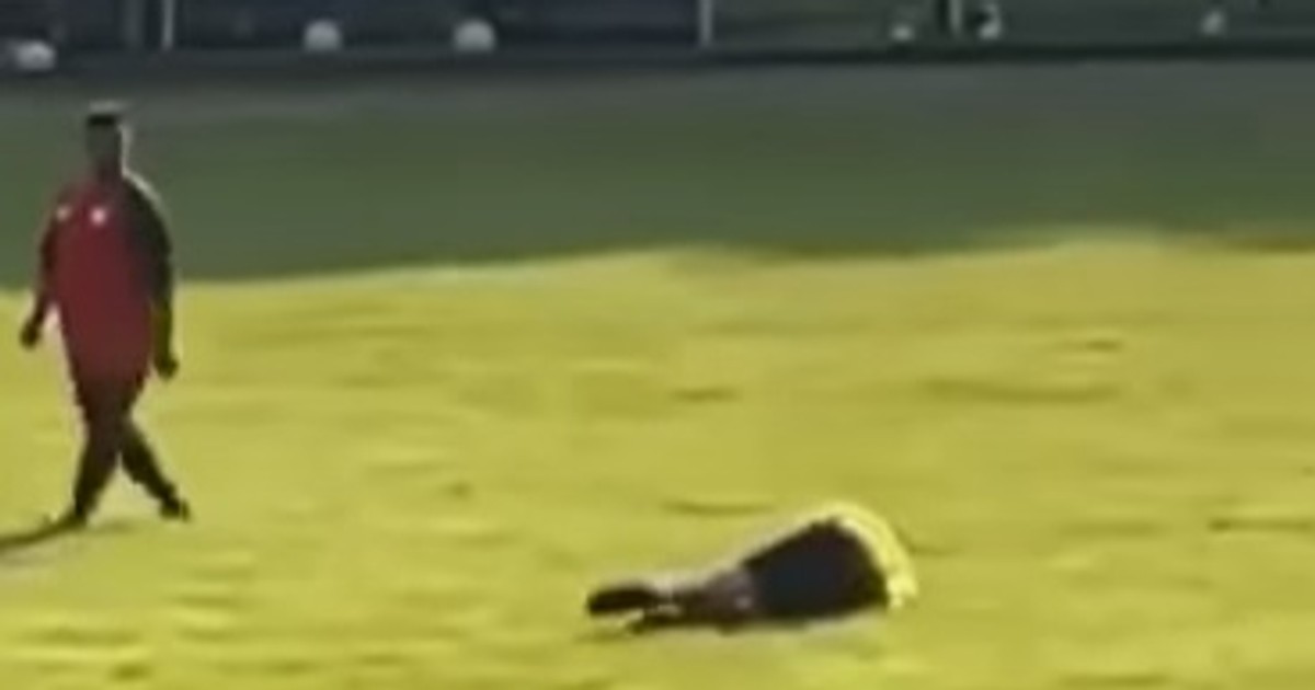 Látni akarja, amint minden idők legrészegebb magyar focibírója fejjel előre beleáll a fűbe? - Akkor ezt a videót nem hagyhatja ki