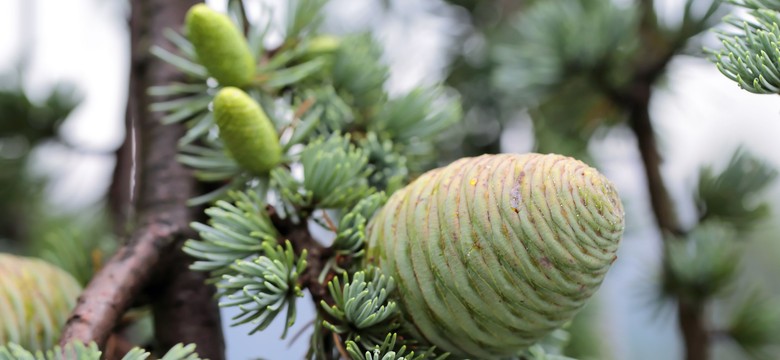 Cedrus, czyli syberyjski olejek na zdrowie