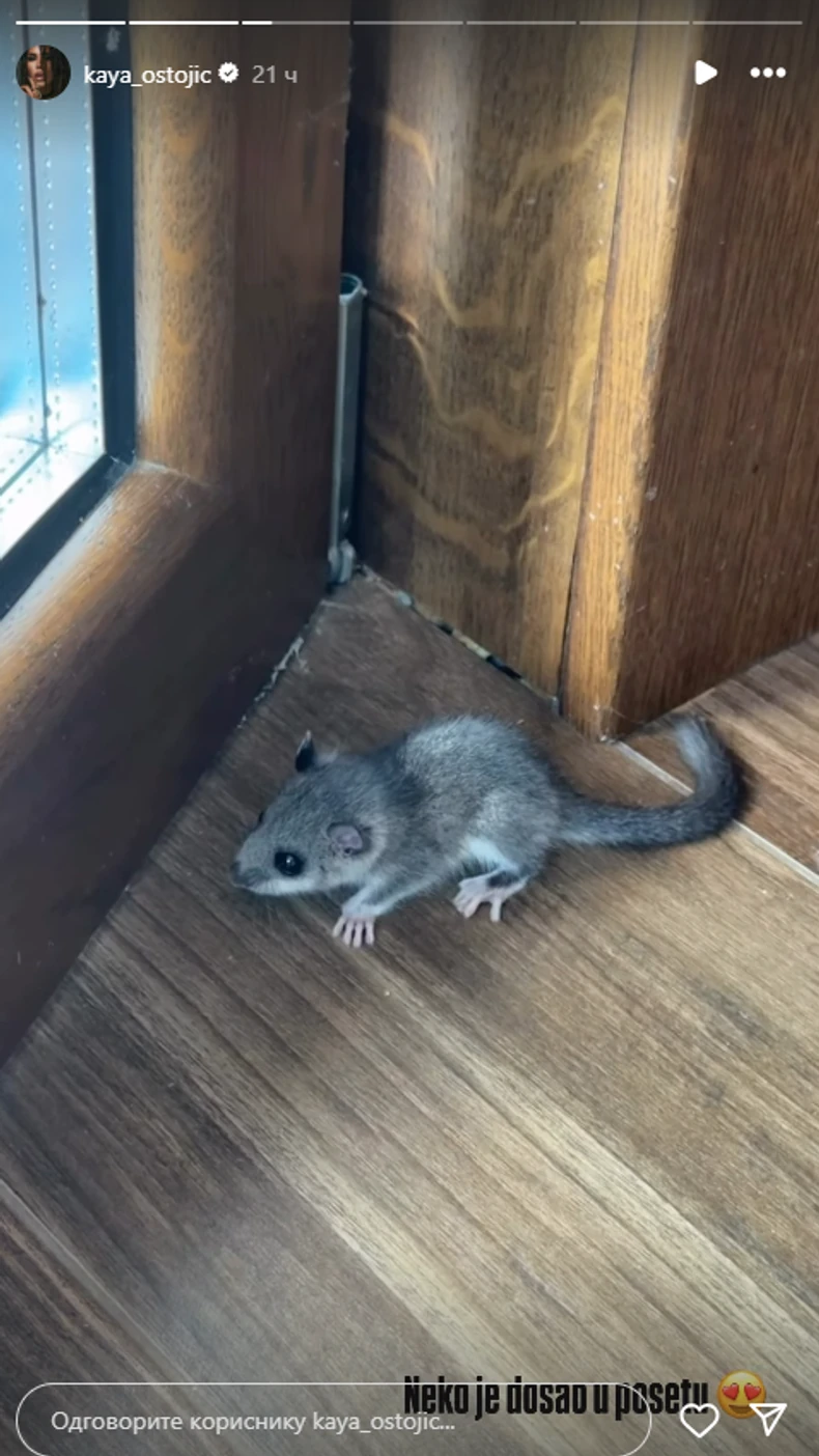 Miš na odmoru Kaje Ostojić