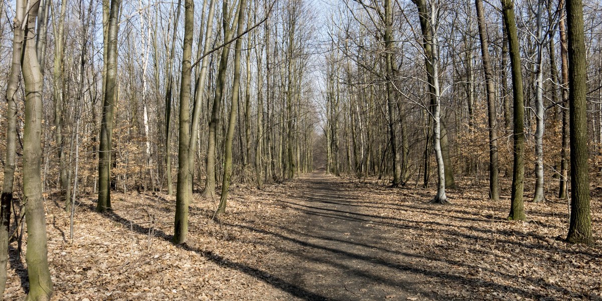 Napad w powiecie świeckim