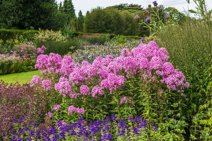 Długo kwitnące byliny wieloletnie zimujące w gruncie