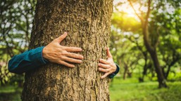 plany lasów państwowych będzie można zaskarżać? ministerstwo ma plan