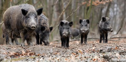 Myśliwy o odstrzale dzików: To plan szaleńca. Pokazuje się nas, jako rasowych suk...w