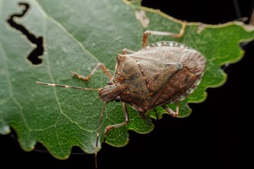 Unja, hogy minden ősszel ellepik a lakást a büdösbogarak? Így állíthatja meg a poloskákat!