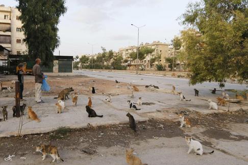 Cats that Alaa, an ambulance driver, feeds everyday in Masaken Hanano rest along a street in Aleppo