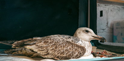 Pomoc dla dzikich zwierząt. Powstaje specjalny SOR