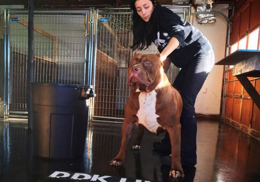 Największy pitbull na świecie