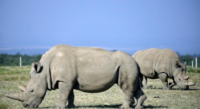 Fatu (R), 19, and her mother Najin, 30, are are the last of the subspecies of white rhino, and live under 24-hour armed guard