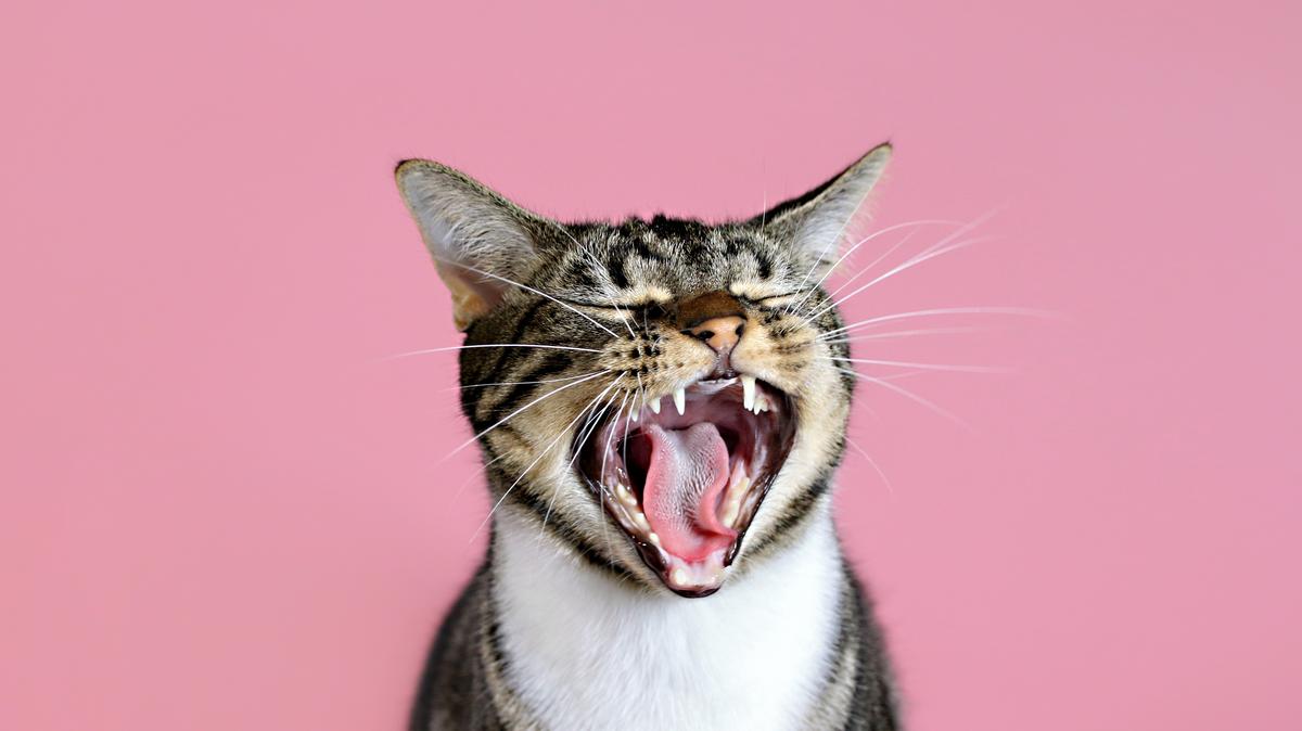 Macskapanasz: A hang, amit akkor ad ki a cicád, ha baja van - kiskegyed.hu