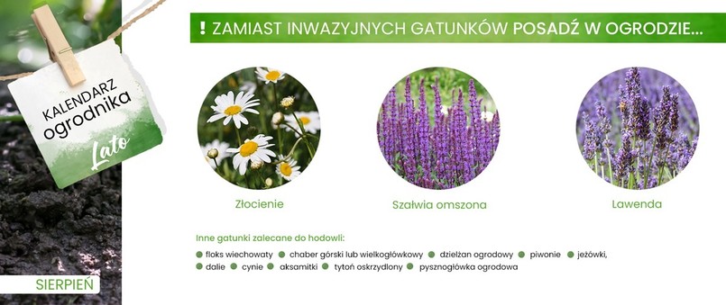 Rośliny polecane do ogrodów