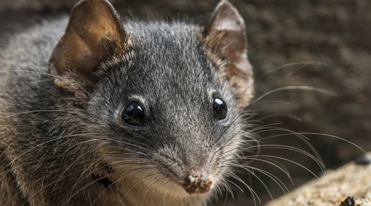 Ezüst fejű antechinus /Fotó: AFP