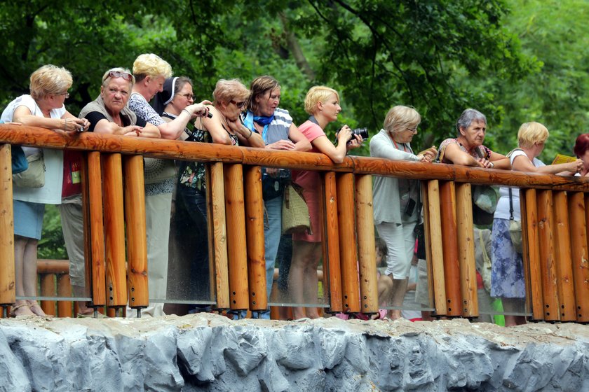 Pokazowe karmienie pingwinów w łódzkim ZOO