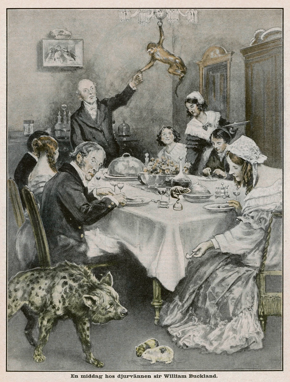 Vilijam je jeo i miševe i krtice, a probao je i muve. U kući je držao kosti i fosile životinja, ptice, mačke, pse, barem jednog ponija, a hijena mu je bila omiljeni kućni ljubimac