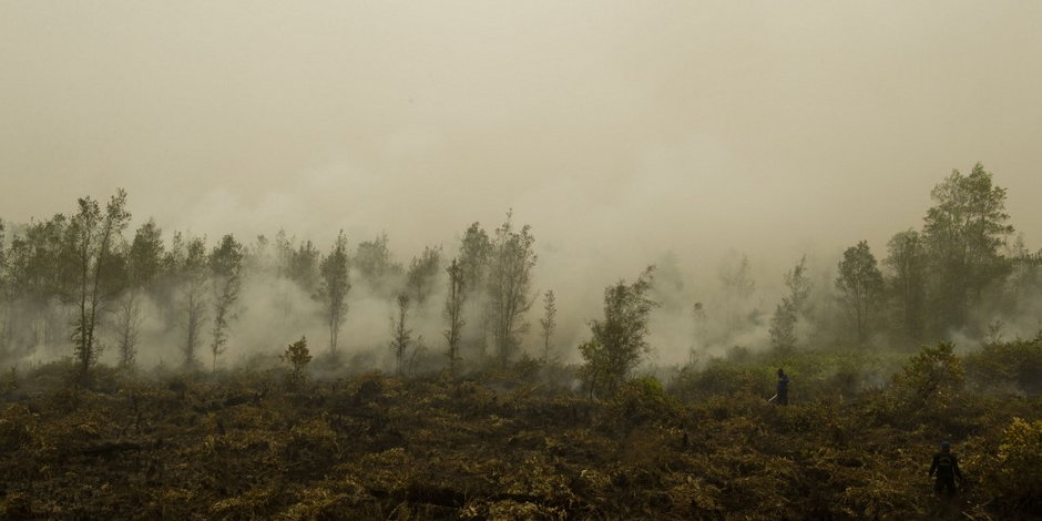 Borneo to region świata dotknięty katastrofalnym wylesianiem